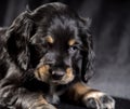 .black dog puppy Russian Spaniel on black background