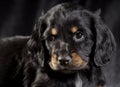 .black dog puppy Russian Spaniel on black background