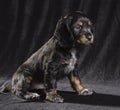 .black dog puppy Russian Spaniel on black background