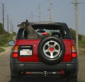 Black dog in red car Royalty Free Stock Photo