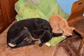 Black dog and red cat sleeping together Royalty Free Stock Photo