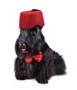 Black dog in red fez Royalty Free Stock Photo