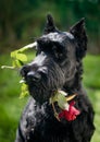 Black dog with a red rose in his teeth. Holiday card