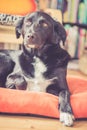 Black dog is relaxing: Labrador hybrid is lying on the wooden floor and relaxing