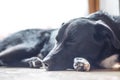 Black dog is relaxing: Labrador hybrid is lying on the wooden floor and relaxing