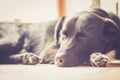 Black dog is relaxing: Labrador hybrid is lying on the wooden floor and relaxing