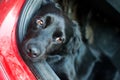 Black dog resting in a red car Royalty Free Stock Photo