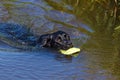 Black dog retrieving toy from water Royalty Free Stock Photo