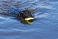 Black dog retrieving toy from water Royalty Free Stock Photo