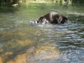 A black dog in the river with his head under water