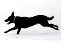 Black dog running