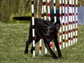 Black Dog Running Agility Weave Poles Royalty Free Stock Photo