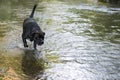 Black dog running through a creek