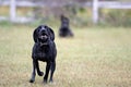 German Shorthair Pointer dog running Royalty Free Stock Photo