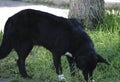 Black dog running fast in the summer on green grass Royalty Free Stock Photo