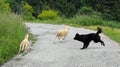 black dog running guarding two young sheep that they want to run Royalty Free Stock Photo