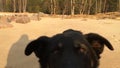 Black dog running on the sand directly into the camera lens direction.