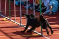 Black dog running through slalom poles on agility course Royalty Free Stock Photo