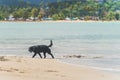 Black dog running in surf of tropical beach with blue ball in mouth