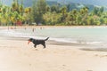 Black dog running in surf of tropical beach with orange toy in mouth