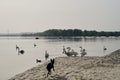 A black dog runs along the river and scares the swans. The hunting instinct of a domestic dog. Belgrade, Serbia, Zemun