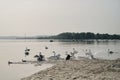 A black dog runs along the river and scares the swans. The hunting instinct of a domestic dog. Belgrade, Serbia, Zemun