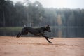 black dog runs on the sand. pit bull terrier on the beach. Athletic, healthy pet Royalty Free Stock Photo