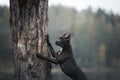 Black dog runs on the sand. pit bull terrier on the beach. Athletic, healthy pet Royalty Free Stock Photo