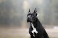 Black dog runs on the sand. pit bull terrier on the beach. Athletic, healthy pet Royalty Free Stock Photo