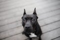 Black dog runs on the sand. pit bull terrier on the beach. Athletic, healthy pet Royalty Free Stock Photo