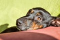 Black dog - sad rescue dog waiting for his owner to come back and pick him up Royalty Free Stock Photo