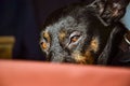 Black dog - sad rescue dog waiting for his owner to come back and pick him up Royalty Free Stock Photo