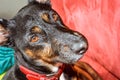 Black dog - sad rescue dog waiting for his owner to come back and pick him up Royalty Free Stock Photo