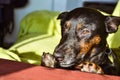 Black dog - sad rescue dog waiting for his owner to come back and pick him up Royalty Free Stock Photo