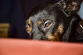 Black dog - sad rescue dog waiting for his owner Royalty Free Stock Photo