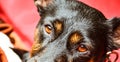 Black dog - sad rescue dog waiting for his owner Royalty Free Stock Photo