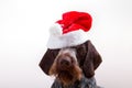 Black dog in santa outfit