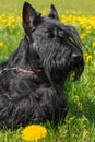 Black dog Scottish Terrier breed Royalty Free Stock Photo