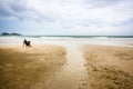 A Black dog on the sea beach. lazy dog is stretch lazily on sea beach in the summer morning. relaxing in vacation time is concept.