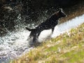 Black dog shaking himself 3 Royalty Free Stock Photo