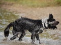 Black dog shaking off water Royalty Free Stock Photo