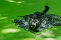 Black dog Shaking Water off its Body,playing in water, swim, splash,blur. Royalty Free Stock Photo