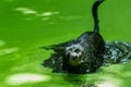 Black dog Shaking Water off its Body,playing in water, swim, splash,blur. Royalty Free Stock Photo