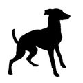 Black dog silhouette. Jumping saluki puppy. Gazelle hound or persian greyhound,. Pet animals. Isolated on a white