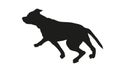 Black dog silhouette. Running american staffordshire terrier puppy. Isolated on a white background Royalty Free Stock Photo