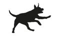 Black dog silhouette. Running american staffordshire terrier puppy. Isolated on a white background Royalty Free Stock Photo