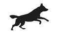 Black dog silhouette. Running czechoslovak wolfdog puppy. Isolated on a white background Royalty Free Stock Photo