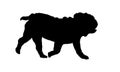 Black dog silhouette. Running english bulldog puppy. Pet animals. Isolated on a white background Royalty Free Stock Photo
