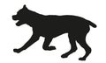 Black dog silhouette. Running, jumping italian mastiff puppy. Cane corso italiano or italian corso dog. Pet animals