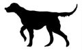 Black dog silhouette. Setter hunting dog, gundog illustration